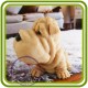 Шарпей сидит 2, собака - 3D Объемная силиконовая форма для мыла, свечей, гипса, шоколада и пр.