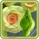 Розы бутон ЗАКРЫТЫЙ. Авторская 3D силиконовая форма для мыла, свечей, шоколада, гипса и пр.