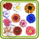 Цветочное ассорти  (11 ячеек) - мини молд для декора