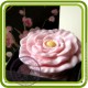 Роза чайная - Объемная силиконовая форма для мыла